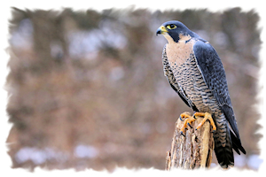 Perry Falcon
